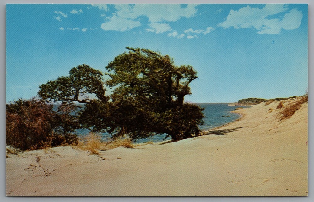 Vintage 1961 Outer Banks Kitty Hawk Live Oak Tree Currituck Sound Postcard