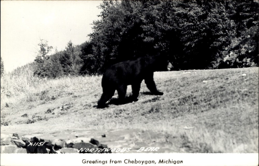 Greetings Cheboygan Michigan MI Northwoods Bear RPPC EKC 1940s