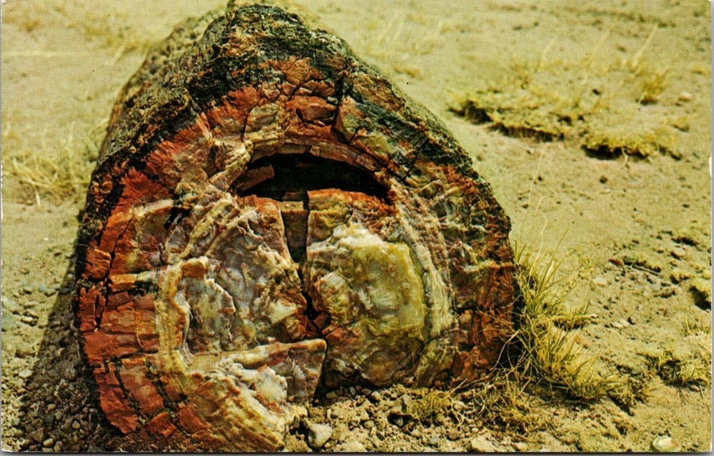 Dr Jim Stamps Postcard Petrified Log From Petrified Forest