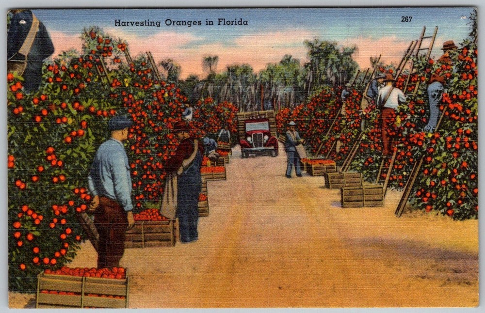 Vtg Linen Postcard Orange Harvest Workers Florida, US 1930s