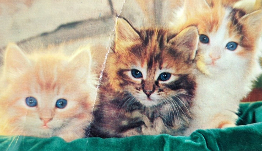 Meow!!! 3 Cute Kittens in Velvet Lined Basket Vintage Chrome Postcard READ