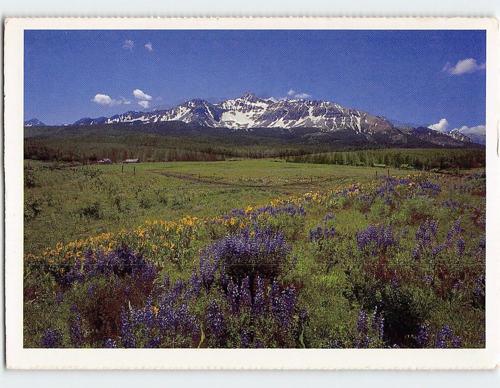 Postcard Flower Fields Mountain Landscape Scenery