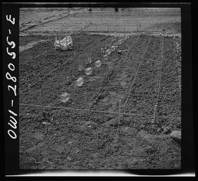 Photo:Washington DC 1943 Victory Garden Northwest Section Vegetable Plot