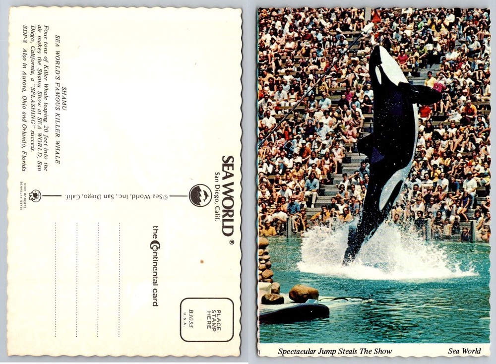 Vintage Shamu Killer Whale Sea World San Diego CA Postcard Continental