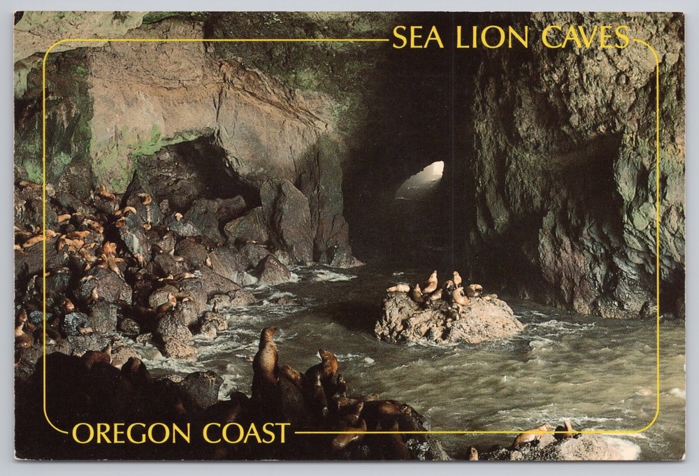 Postcard Sea Lion Caves Oregon Coast Near Florence