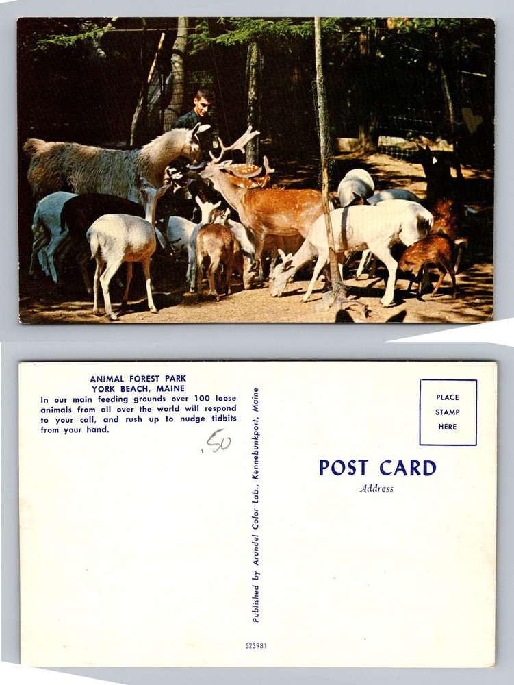 York Beach, ME-Maine, Animal Forest Park Deer Feeding Grounds Vintage Postcard