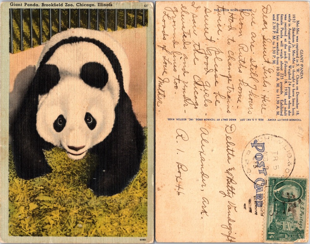 Giant Panda Brookfield Zoo Chicago Illinois IL Postcard