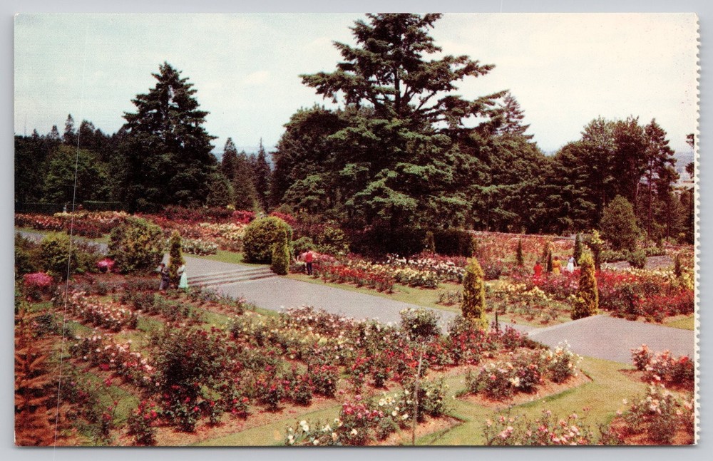Washington Park Rose Gardens Portland Oregon Vintage Photochrome Postcard