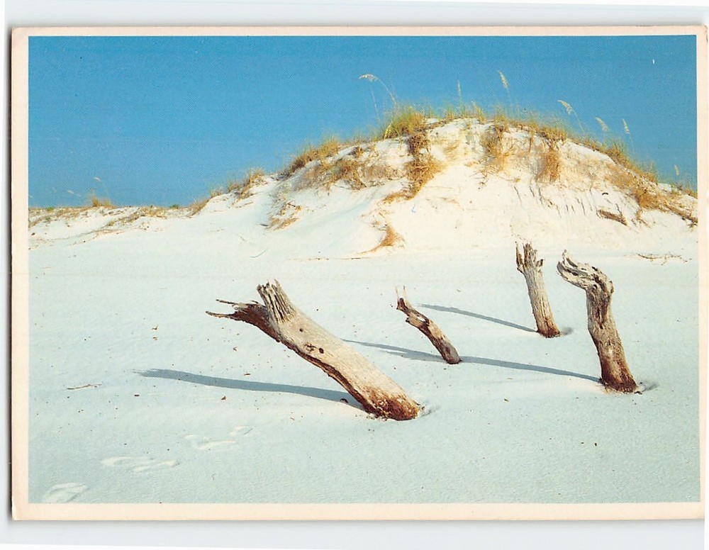 Postcard Sand Dunes Pensacola Beach Florida USA