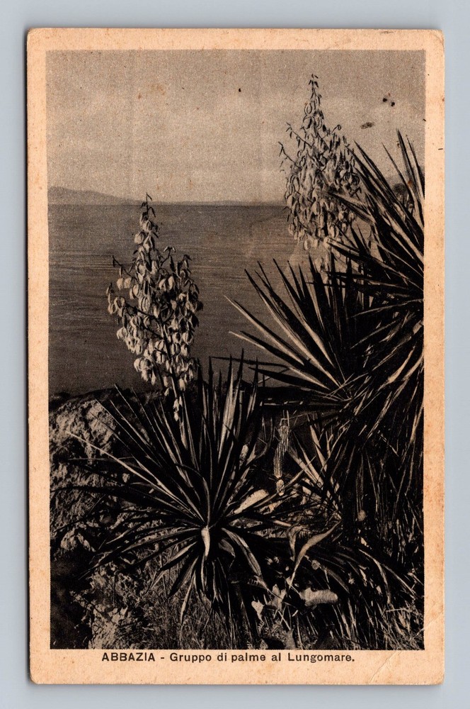 Croatia- Abbazia Kvarner Bay Palm Group Old Post Card PC View Vintage Postcard