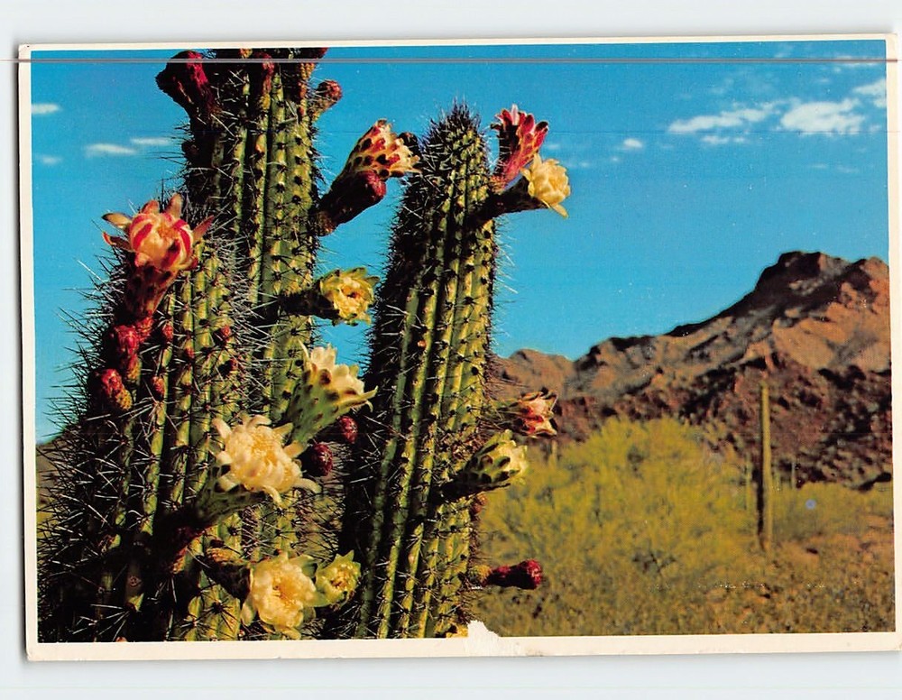 Postcard Flowers of the Organ Pipe Cactus Arizona USA