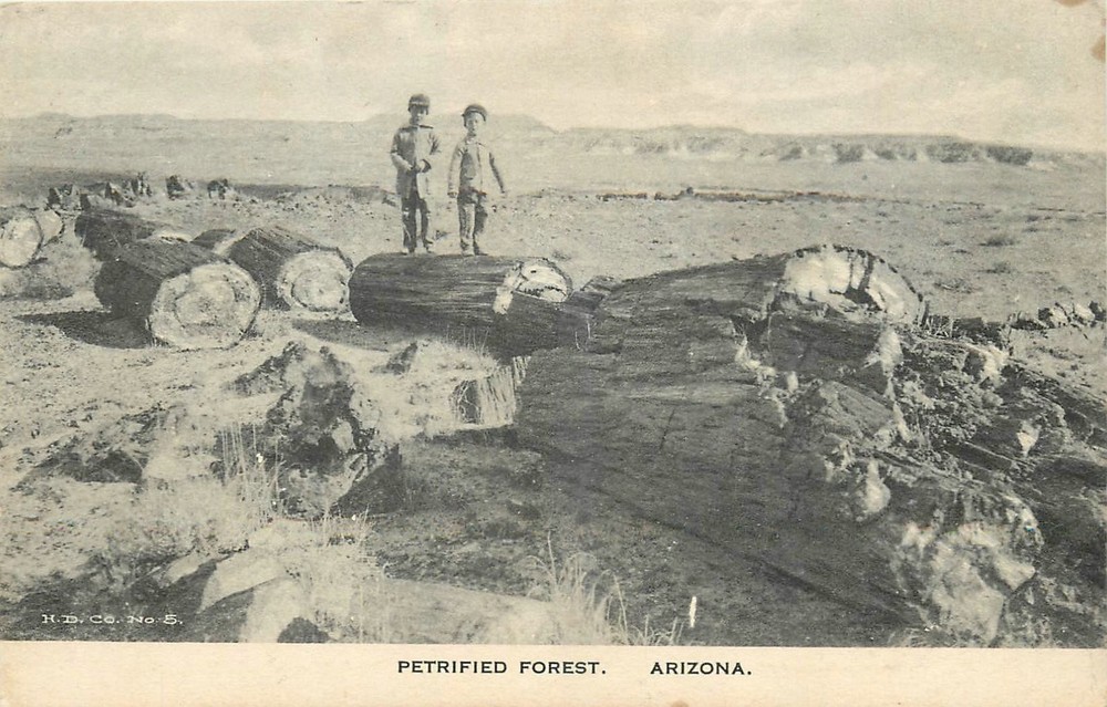 c1910 Petrified Forest Arizona people H,D, Co #5 Postcard 26-1472