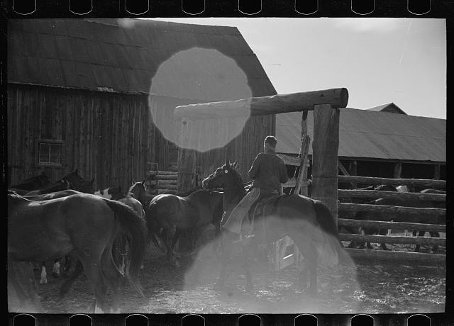 Photo:Barn Rancher on Horse with Horses 1930s Rural Farm Scene