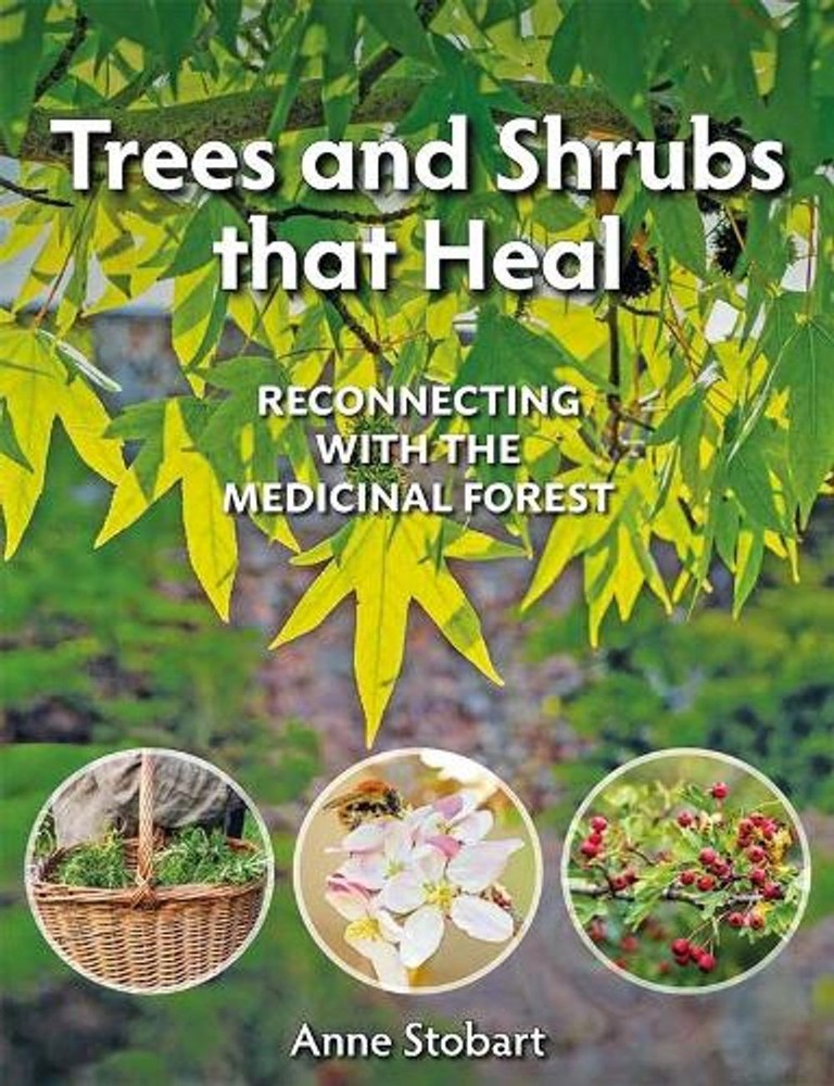 Trees and Shrubs that Heal: Reconnecting With The Medicinal Forest by Anne Stoba