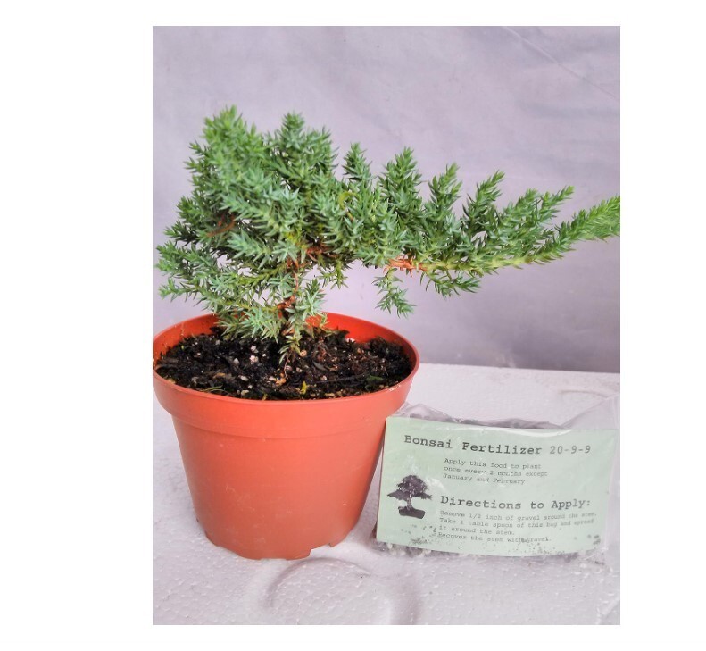 Japanese Juniper Bonsai Starter Tree in 4