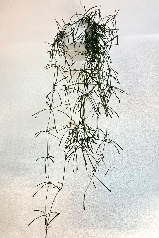 Hoya retusa Well Rooted Plant