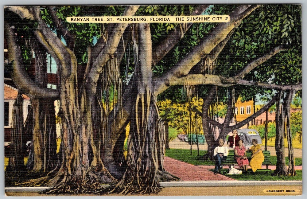 Vtg Linen Postcard Banyan Tree Park Bench St Petersburg, FL 1930s