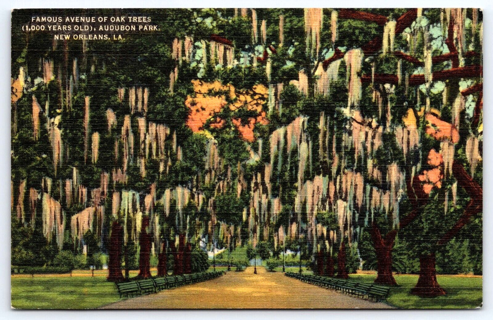 Vintage Postcard New Orleans Louisiana Usa Avenue Of Oak Tree Audubon Park Bench