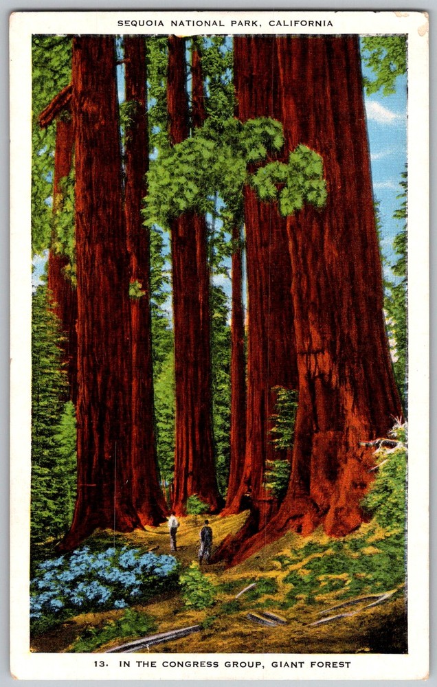 Vtg Postcard Giant Forest Congress Sequoia National Park, CA 1930s