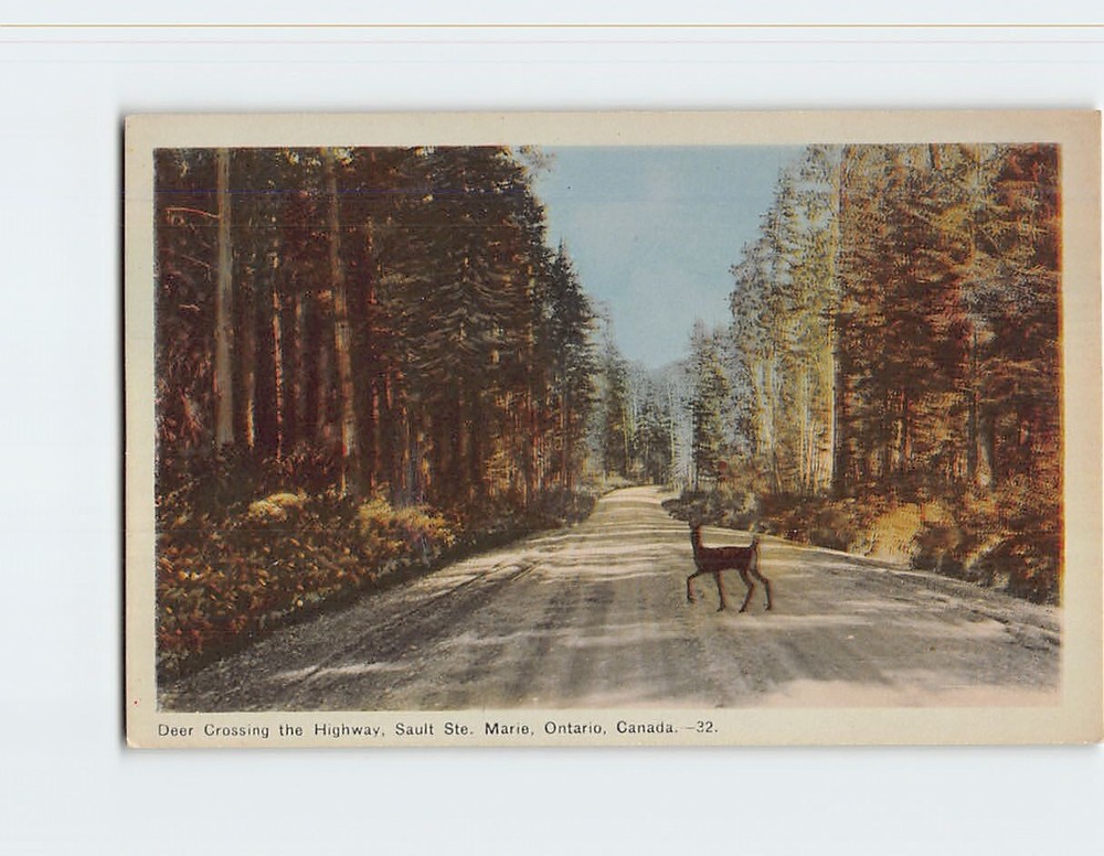 Postcard Dear Crossing the Highway Sault Ste. Marie Ontario Canada