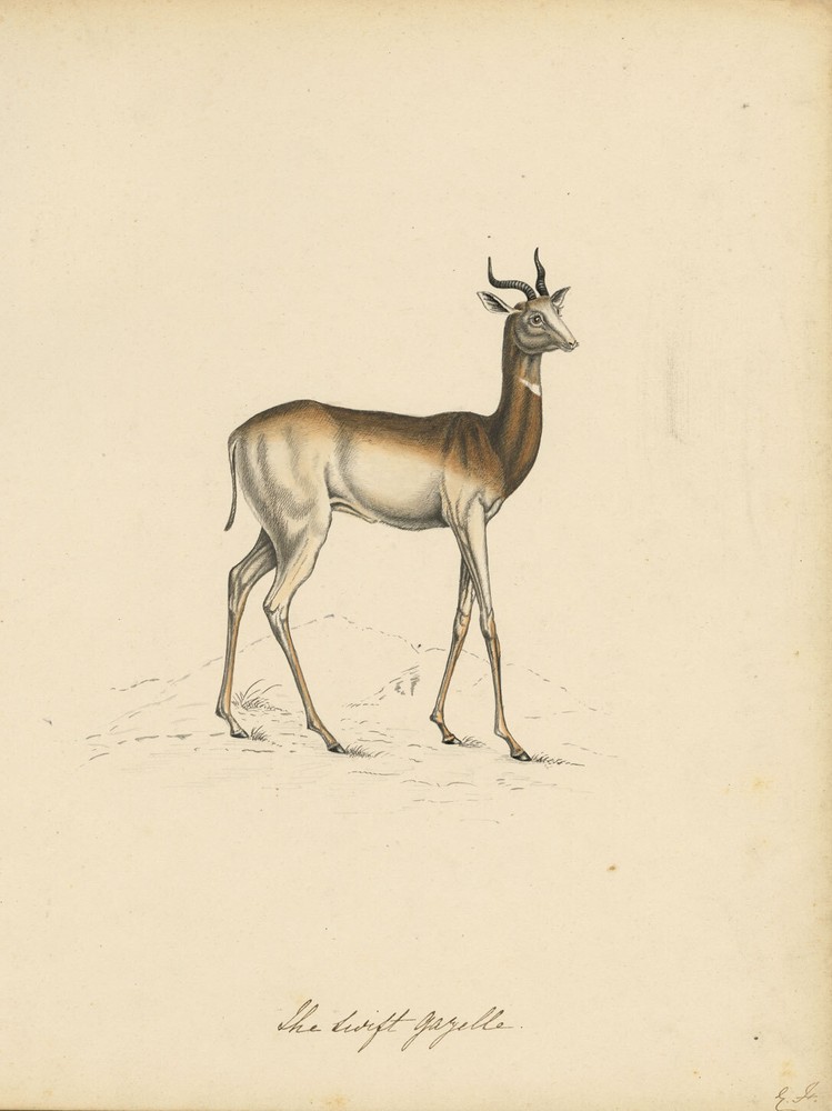 The Swift Gazelle – Original mid-19th-century watercolour painting