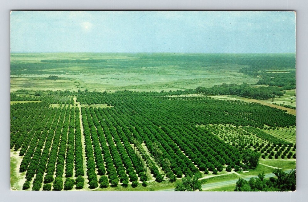Silver Springs FL-Florida, Aerial View Groves, Vintage Postcard