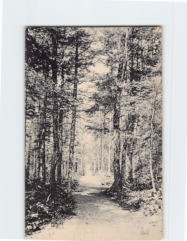 Postcard Forest Nature Scene