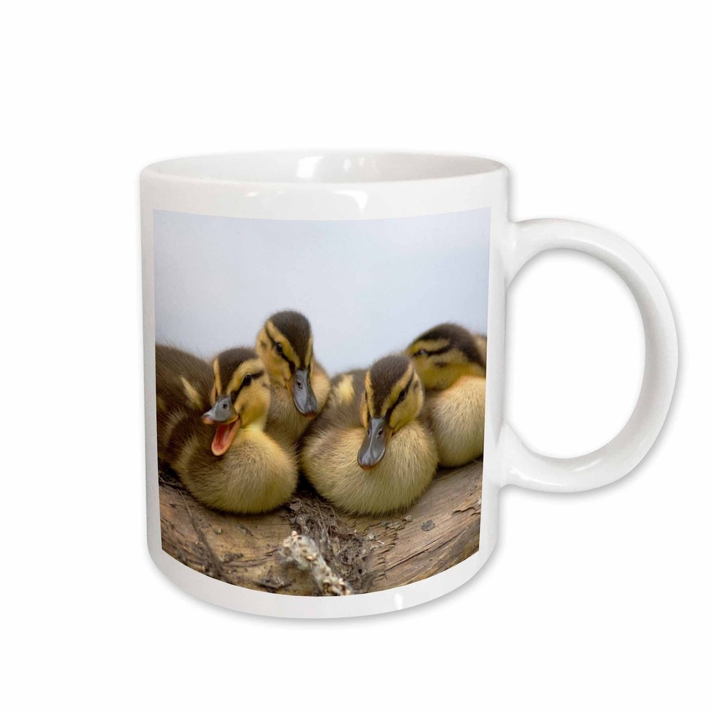 3dRose USA Washington Seattle Mallard Ducks Ducklings Ceramic Mug 15oz