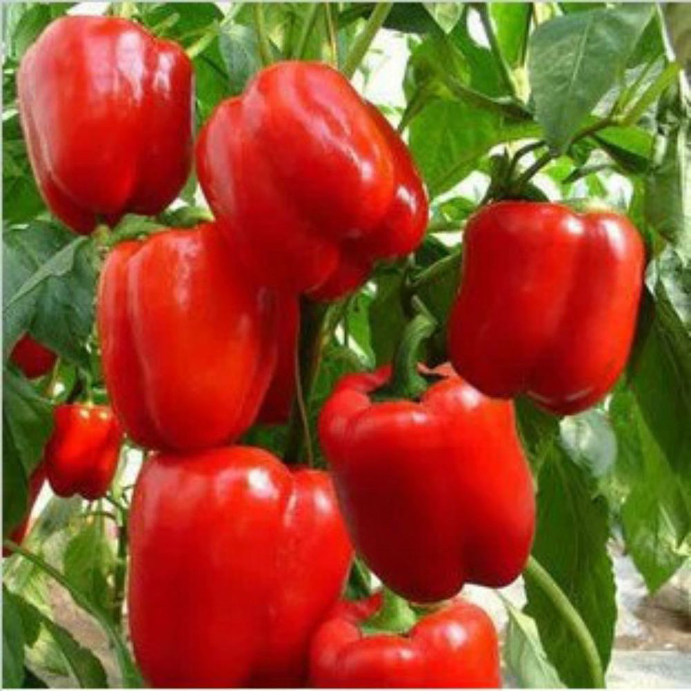 Big Red Sweet Bell Pepper, NON-GMO, Heirloom, Variety Sizes, FREE SHIPPING
