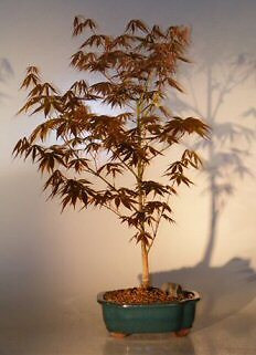 Japanese Red Maple Bonsai Tree Acer Palmatum Atropurpureum 20 yo 12