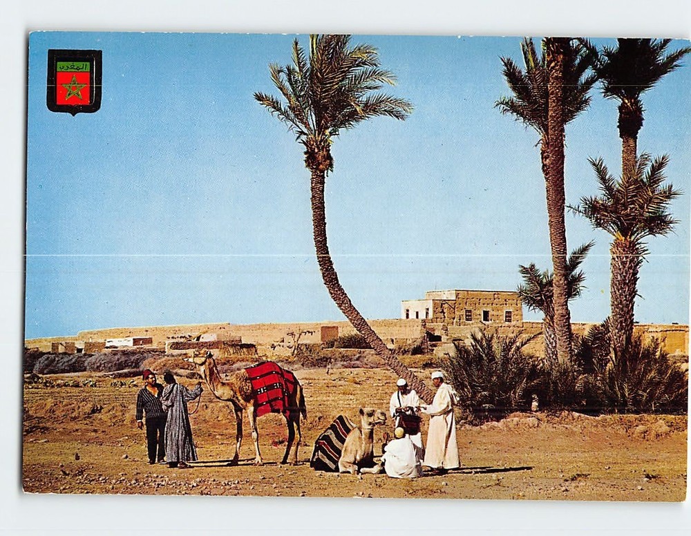 Postcard Camels in an Oasis Typical Morocco