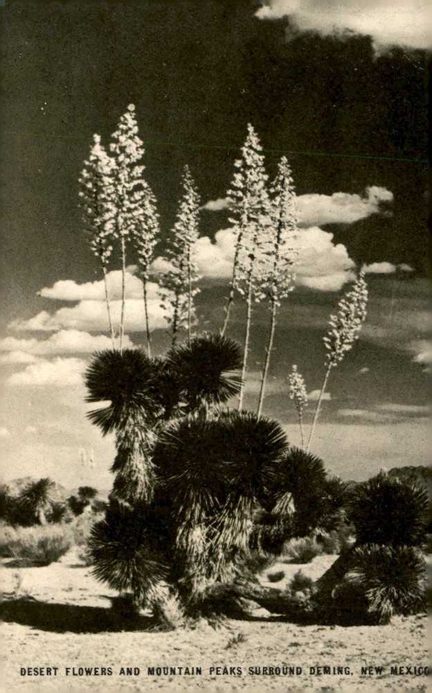 Deming, New Mexico: Desert Flowers and Mountain Peaks Postcard