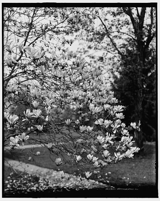 Photo:Magnolias