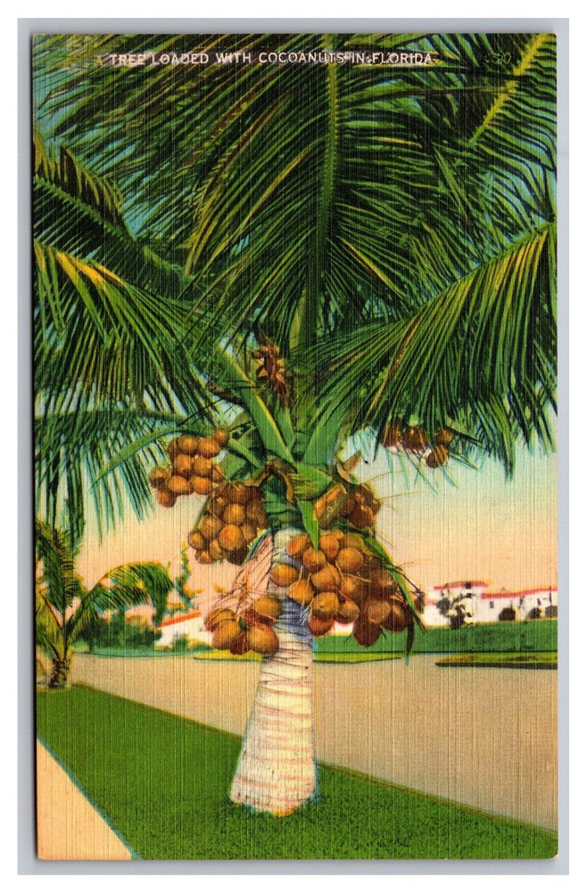 Miami FL Florida Coconut Palm Tree Loaded with Cocoanuts Unposted Linen Postcard