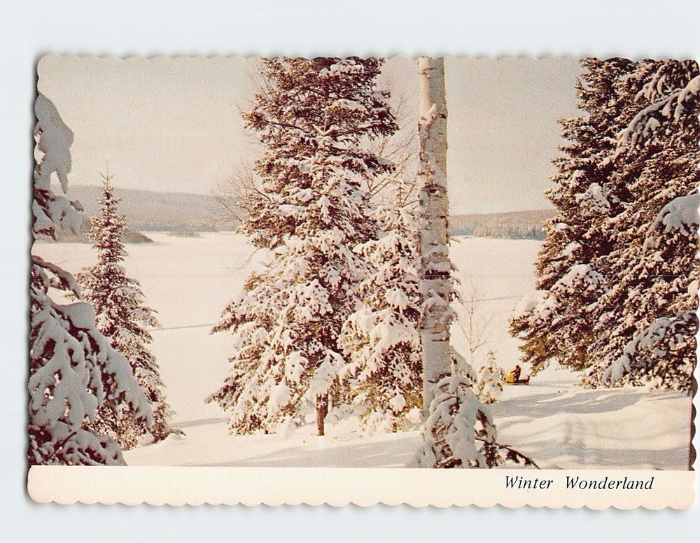 Postcard Winter Wonderland Trees Covered in Snow