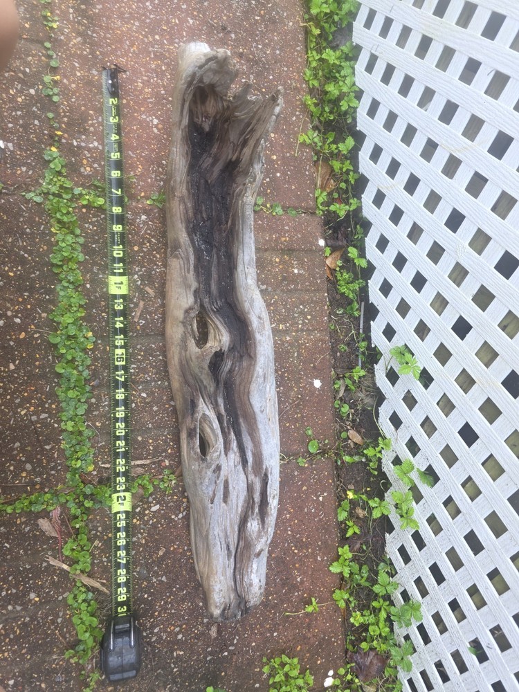 Large 30” Hollow Gulf of Mexico Driftwood – Aquarium Aquascape