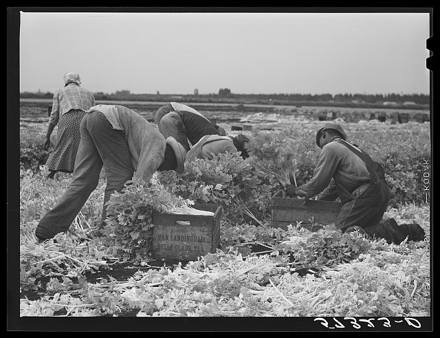 Belle Glade Florida 1941 Migratory Laborers Cutting Celery Field Workers