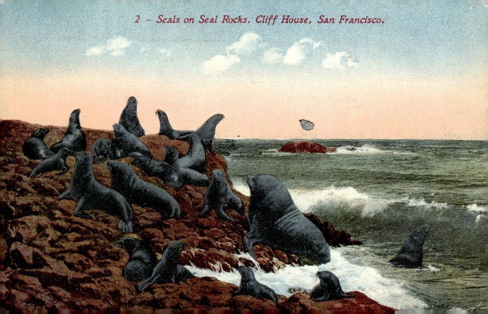 1913 Cliff House San Francisco CA Seal Rocks Vintage Litho Postcard Expo Cancel