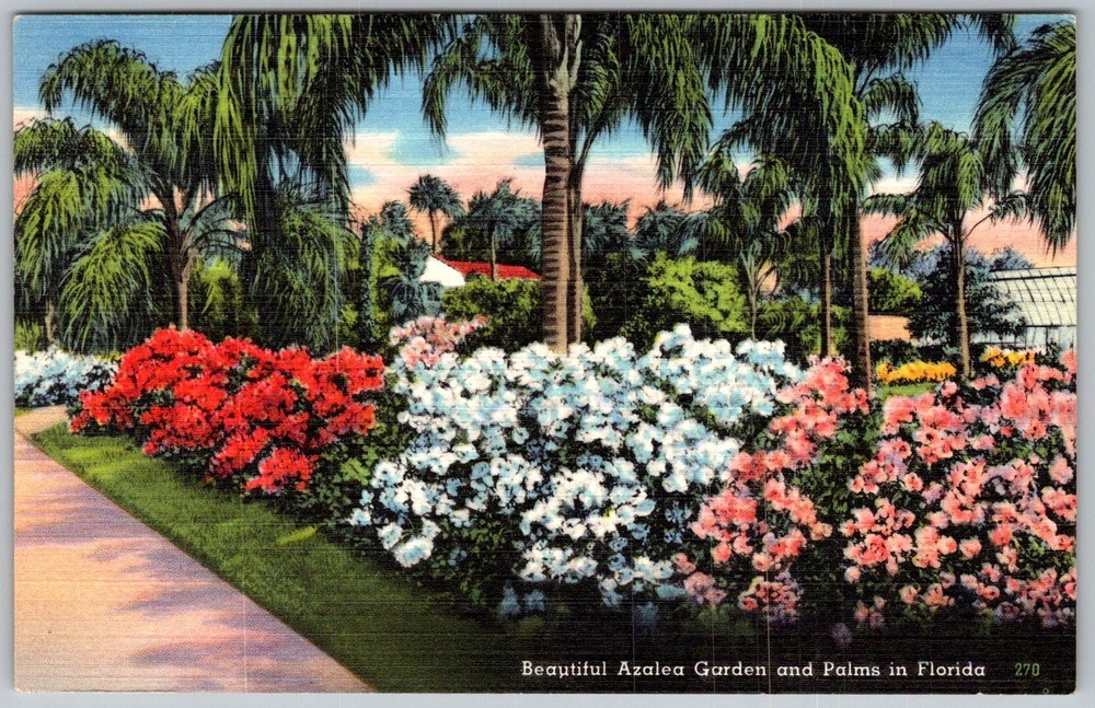 Vtg Linen Postcard Azalea Garden & Palms Florida, US 1940s