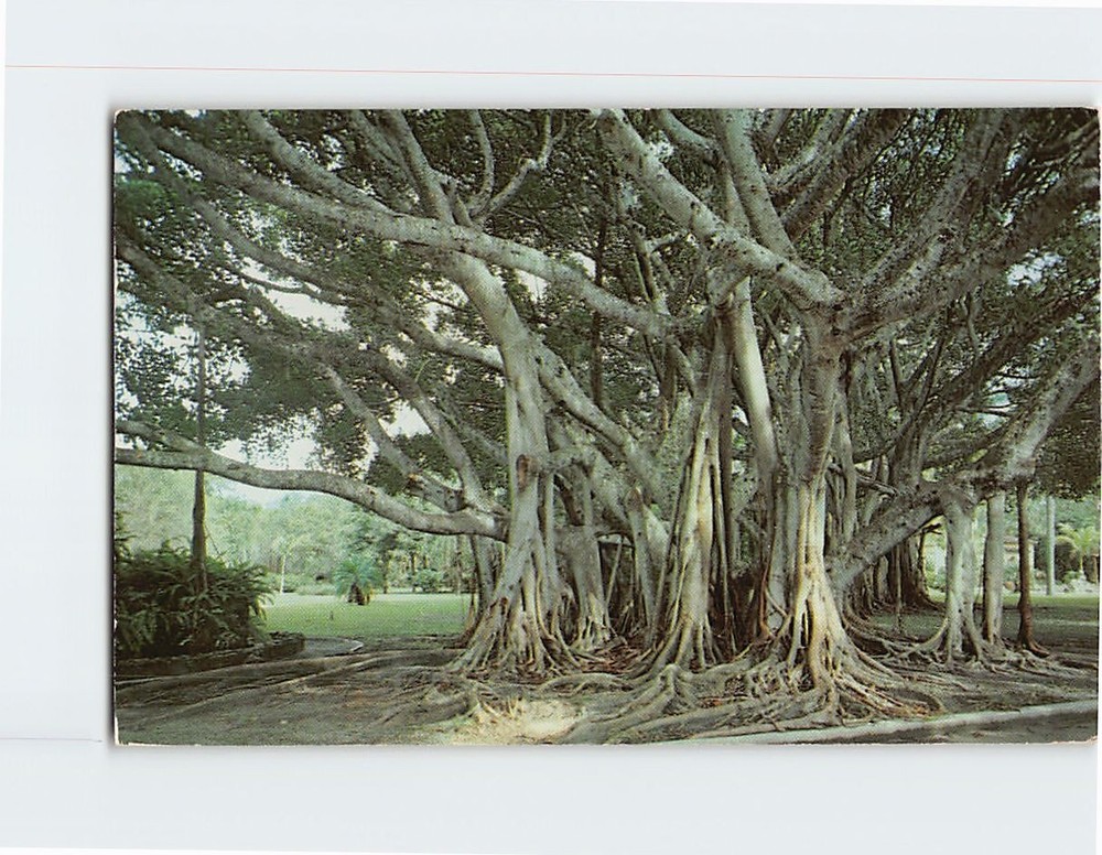 Postcard Banyan Tree Florida USA