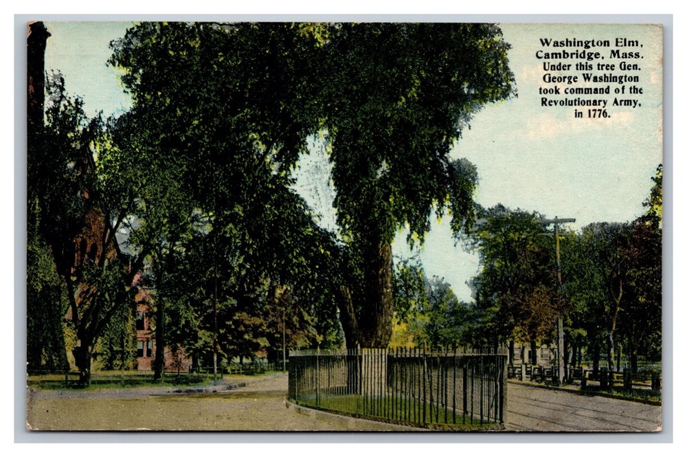 Cambridge, MA Mass Massachusetts, Washington Elm, Divided Back Postcard 1910's