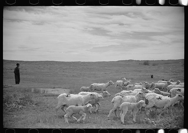 Rosebud County Montana Sheep Grazing 1930s FSA Farm Security Administration