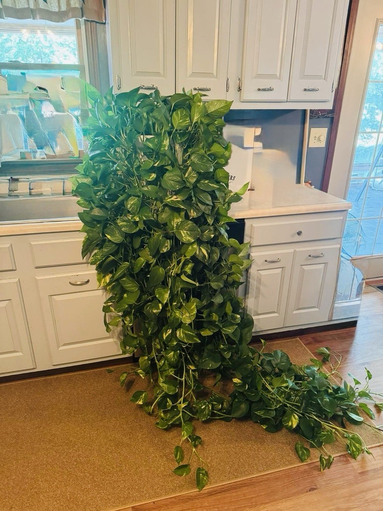 Hanging Pothos Live Plant in Decorative Basket for Home Decor