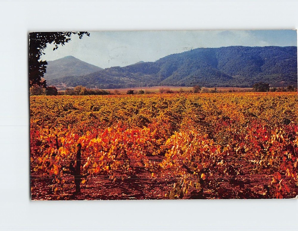 Postcard California Wine Vineyards California USA