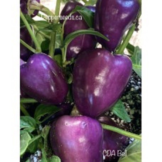 25 SEEDS CDA Bell Pepper Seeds   Garden  Healthy Planting food