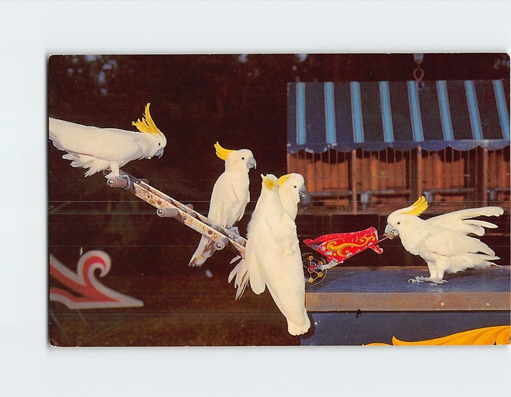 Postcard Billy the Cockatoo Performance Busch Gardens Tampa Florida USA