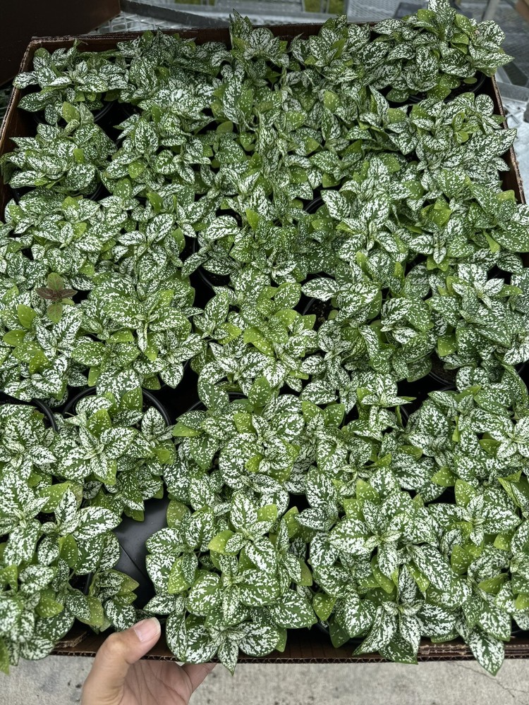 White Hypoestes
