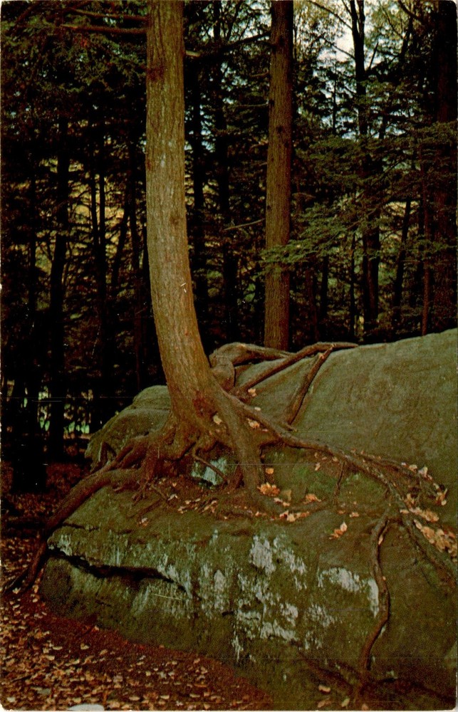 Cook Forest State Park, Rt. 36, northwestern Pennsylvania, camping, Postcard