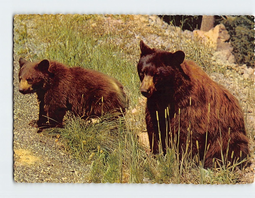 Postcard American Black Bear Yosemite National Park California