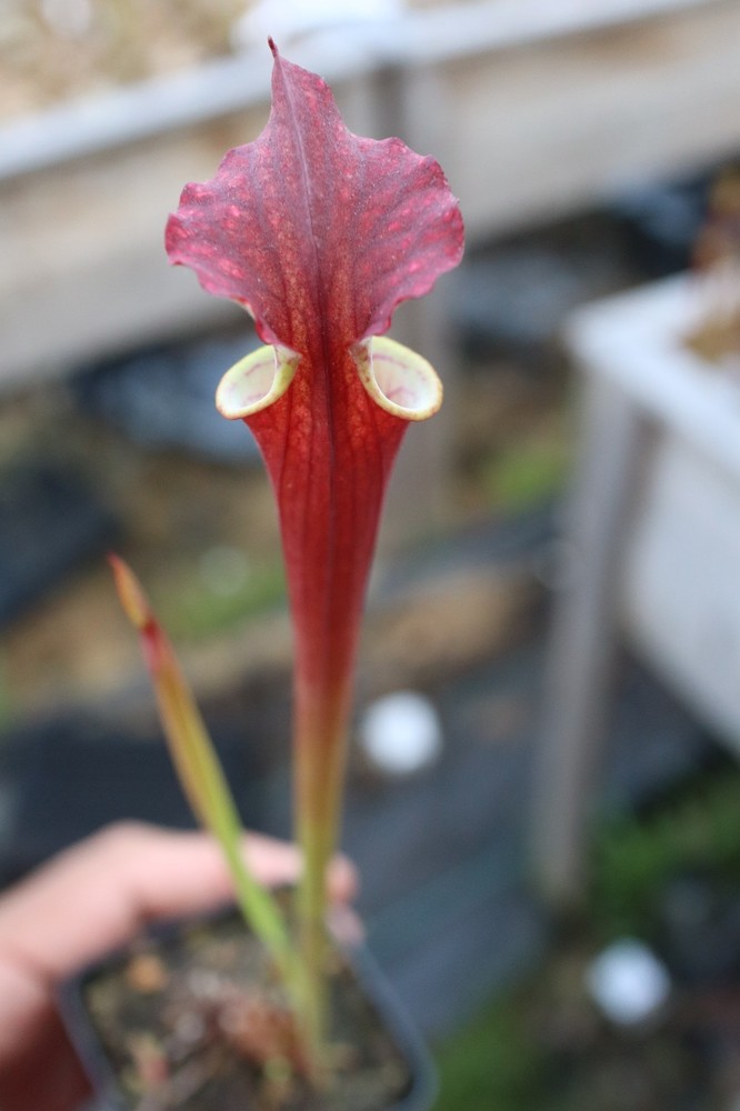 Sarracenia - 🔥🔥 Saxapahaw x Timothy King  🔥🔥 (R4)